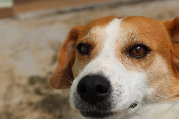 Caramel dog look number 1