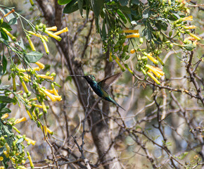 Colibrí en Vuelo