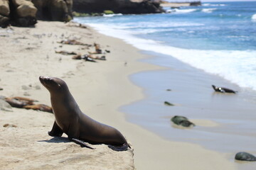 sea lion sitting on a cliff at the beach