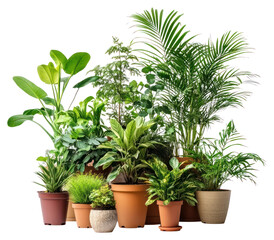 Fototapeta premium PNG Plant shop plants houseplants arrangement.