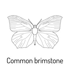 Black and white line drawing of a Common Brimstone butterfly (Gonepteryx rhamni). Perfect for coloring books, educational materials, nature illustrations, and insect-themed designs.