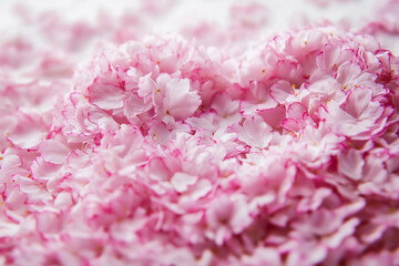 Fototapeta premium Blooming cherry blossom petals cover the ground in a soft pink blanket during springtime in a tranquil garden setting