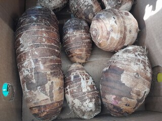 Malanga Taro root vegetable. Healthy nutritional vegetable. 