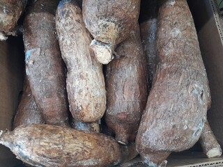 Manihot esculenta root vegetable. Also called Cassava. Healthy vegetable. 