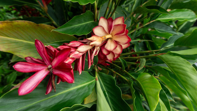 Flor roja alpinia purpurata platanillo vegetaci&oacute;n de la amazon&iacute;a