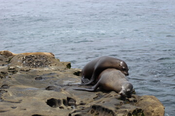 Fototapeta premium sea lions sleeping on top of another on rocks along the coast