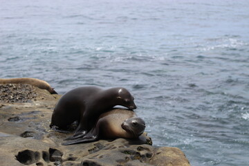 sea lions sleeping on top of another on rocks along the coast