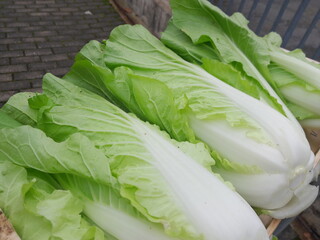 Romaine lettuce vegetables raw food. Chinese vegetable. chinese cabbage. 
