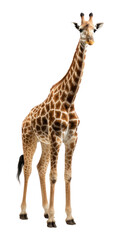 Obraz premium PNG Giraffe wildlife standing animal.