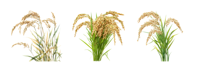 Golden Rice Plants on Transparent Background