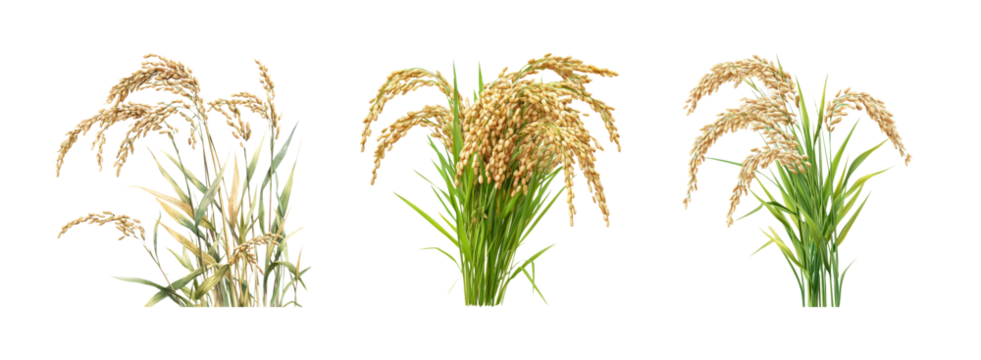 Golden Rice Plants on Transparent Background