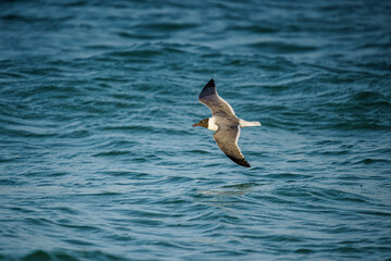 Seagull in Flight