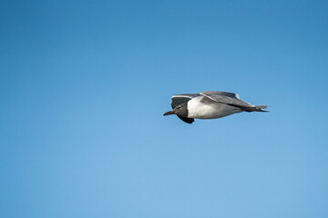 Seagull in Flight