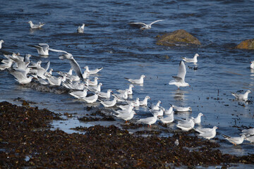 Groupe de mouettes rieuses au-dessus de la mer en Bretagne - France