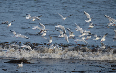 Groupe de mouettes rieuses au-dessus de la mer en Bretagne - France