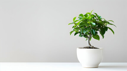 Obraz premium A vibrant green bonsai plant in a minimalist white pot on a clean surface with a neutral background