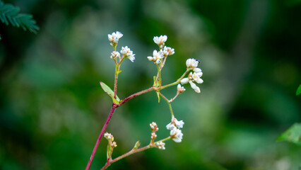 Persicaria chinensis (Polygonum chinense, creeping smartweed, Chinese knotweed). Has been used as Chinese traditional medicine to treat ulcer, eczema, stomachache, various inflammatory skin disease