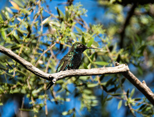 Descanso de Colibrí