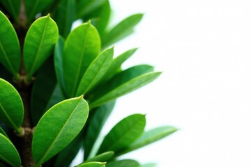 Close-up of large oval-shaped leaves on a tall coniferous tree against a pure white background, conifer, leaves, outdoors