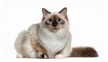 Obraz premium Birman cat sitting, isolated on white background