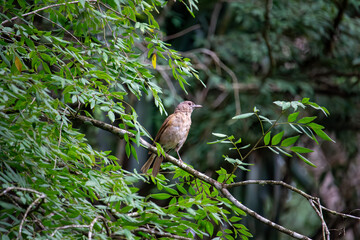 Sabiá-da-mata (Turdus fumigatus). Ave
