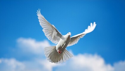 Obraz premium White dove flying on blue sky