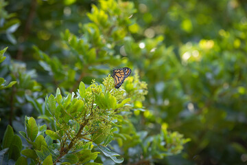Monarch butterfly feeding in pollinating flowers during shiny sunny day