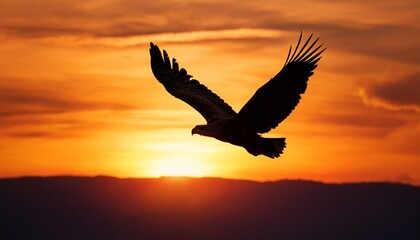 夕焼け空を舞うワシのシルエット | 空の王者

