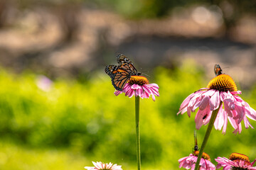 Monarch butterfly feeding in pollinating flowers during shiny sunny day