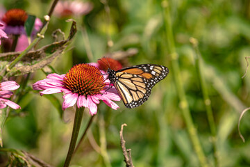 Monarch butterfly feeding in pollinating flowers during shiny sunny day