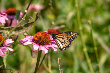 Monarch butterfly feeding in pollinating flowers during shiny sunny day