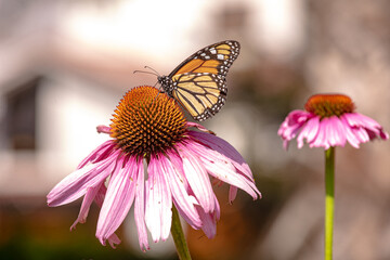 Monarch butterfly feeding in pollinating flowers during shiny sunny day
