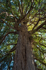 空を覆う緑のかやの木、日本の巨樹。