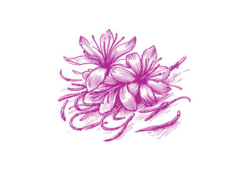 Saffron plant hand drawn sketch vector