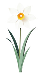 Naklejka premium PNG Narcissus flower daffodil blossom white.