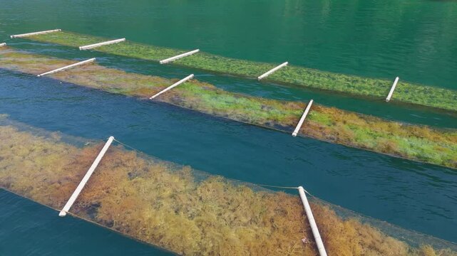 An algae seaweed farm in Paraty grows algae in a controlled way for food, industrial and environmental uses in a sustainable way.