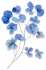 PNG Real Pressed blue hortensia flowers pressed art.