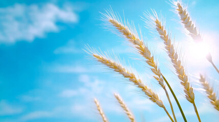 Obraz premium Golden Wheat Field Swaying Under Bright Blue Sky on Sunny Summer Day. Concept of Nature's Serenity, Rural Landscape, Harvest Season, Agricultural Beauty, Copy space