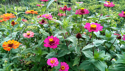 Beautiful colorful Zinnia elegans flowers