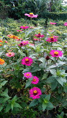 Beautiful colorful Zinnia elegans flowers