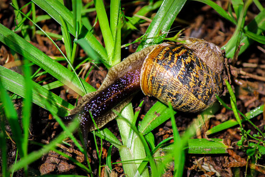 Caracol en pasto
