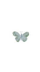 Butterfly in sketchy pencil style in Blue and Green