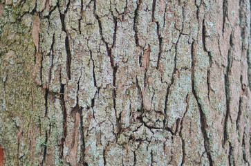 The remaining tree trunk after the top is cut down