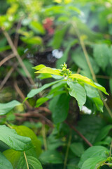 passion, and beauty.   
Cultural Significance: It has been used in various cultural traditions, including as a decorative element in festivals and ceremonies.
