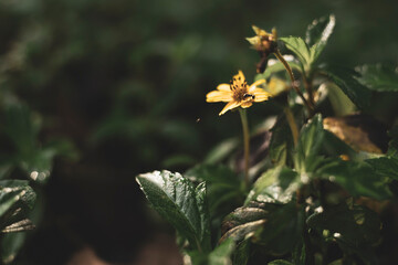  then was introduced to countries in Africa and Europe in the late 16th century. Today, they are present everywhere, including Vietnam.Stem, canopy, leaves: creeping, climbing, creeping, perennial her
