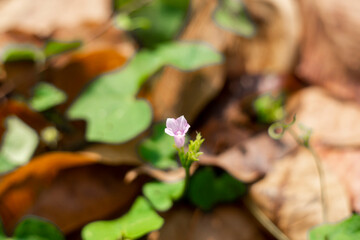  be native to the Americas, but it has naturalized in many other parts of the world, including...