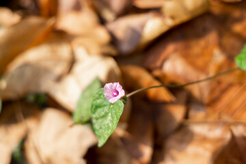  plant is not recommended without consulting a qualified healthcare professional. Ipomoea triloba, the seemingly simple three-lobed morning glory, is a plant of considerable complexity and intrigue.
