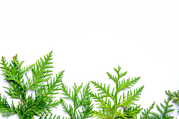 Fresh green cedar branches arranged artistically against a light background in a bright and airy...