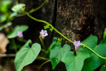  plant is not recommended without consulting a qualified healthcare professional. Ipomoea triloba, the seemingly simple three-lobed morning glory, is a plant of considerable complexity and intrigue.