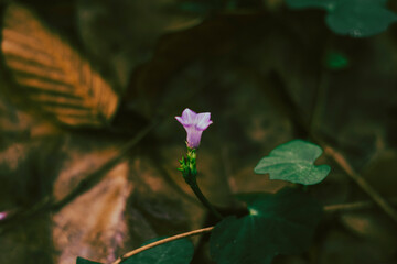 These compounds may contribute to the plant's medicinal properties and its ecological interactions....
